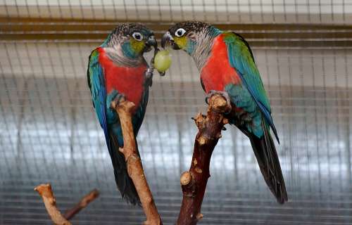 Parakeet Aviary Exotic Cute Food Parts