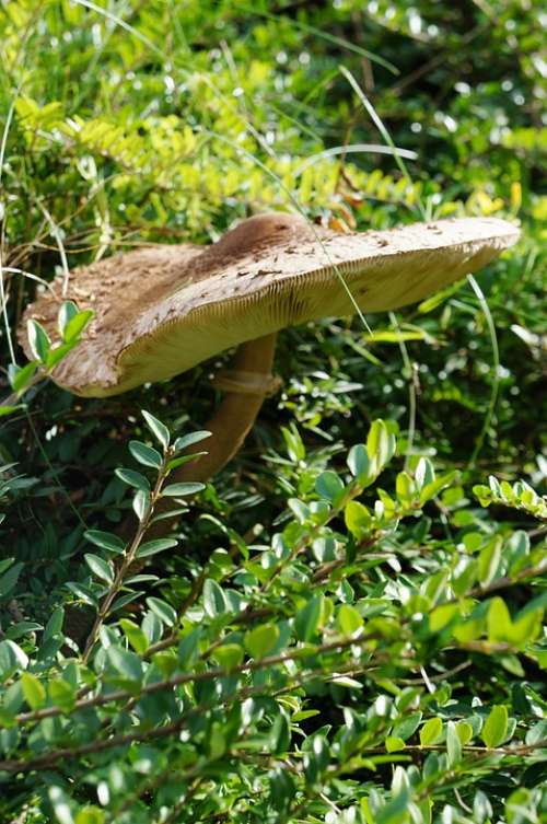 Parasol Mushroom Screen Fungus Autumn Boletes