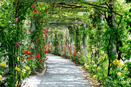 Park Nature Flowers Gang Passage Arches Path
