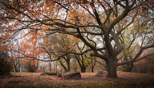 Park Autumn Leaves Nature Tree Landscape Colorful
