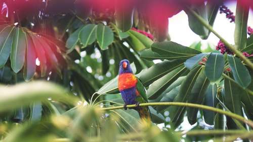 Parrot Tropical Bird Colorful Animal Nature