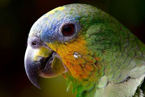Parrot Macaw Bird Amazon Head Closeup Green