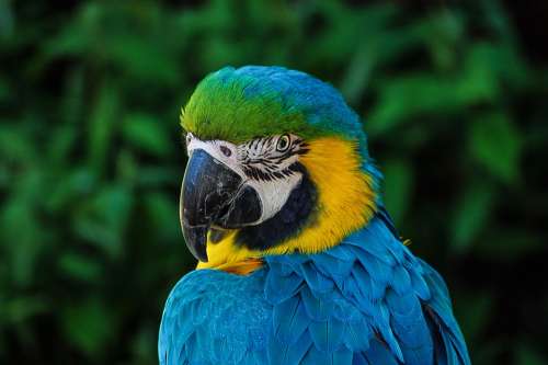 Parrot Colorful Plumage Portrait Blue Zoo Head