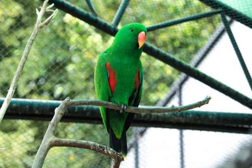 Parrot Bird Animals Color Plumage Wings Green