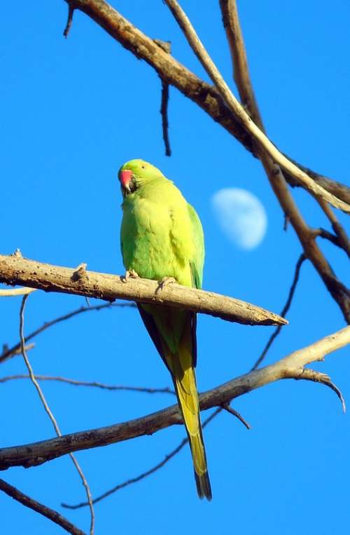Parrot Animal Bird Wildlife