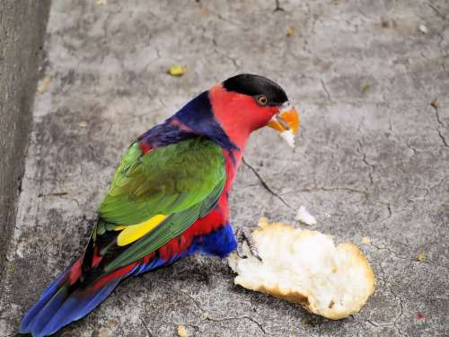 Parrot Feeding Colorful Plumage Food Bird