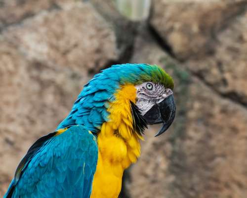 Parrot Macaw Yellow And Blue Macaw Bird