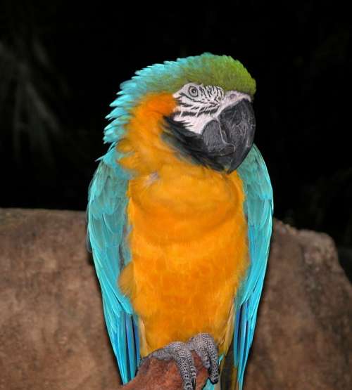 Parrot Jungle Bird Tropical Colorful Vivid Beak