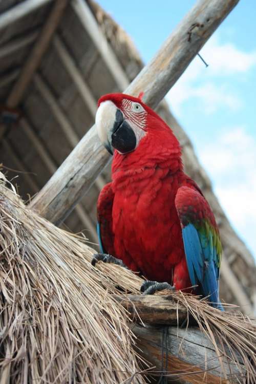 Parrot Bird Tropical Mexico Exotic Red Beak