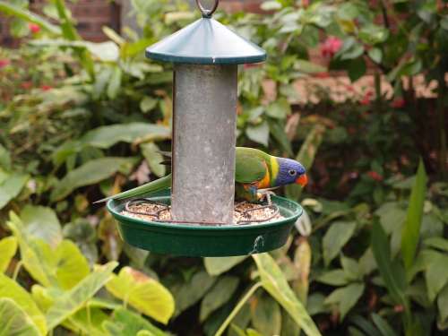 Parrot Bird Feeding Animal Wildlife Zoo Nature