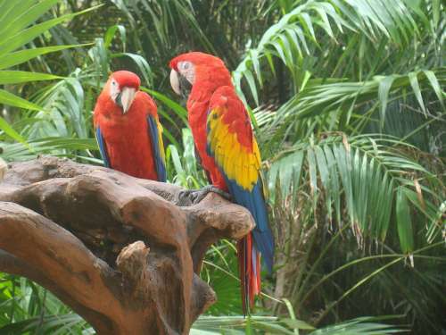 Parrot Bird Color
