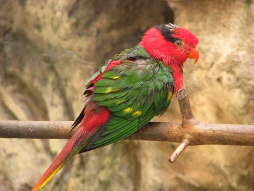 Parrot Bird Perched Tropical Green Wild Jungle