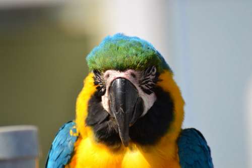 Parrot Wildlife Animal Bird Color Beak Feather