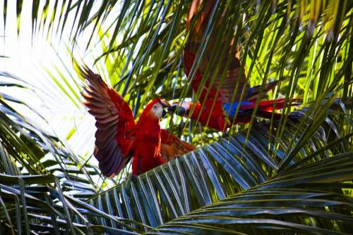 Parrots Exotic Birds Color Colorful Outdoor