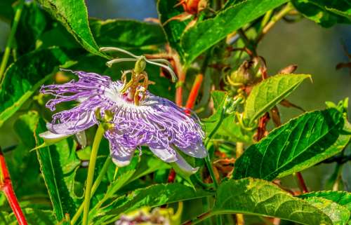 Passion Flower Passiflora Flower Blossom Bloom