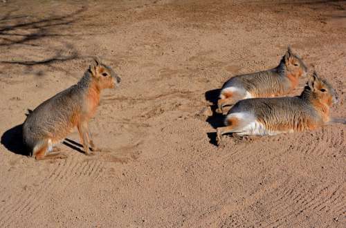 Patagonian Mara South America Rodents Zoo