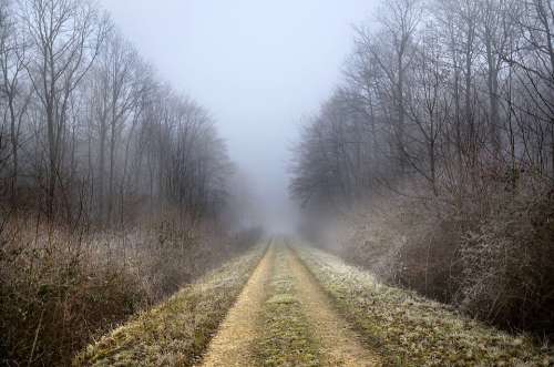 Path Forest Winter Fog Trees Nature Landscape