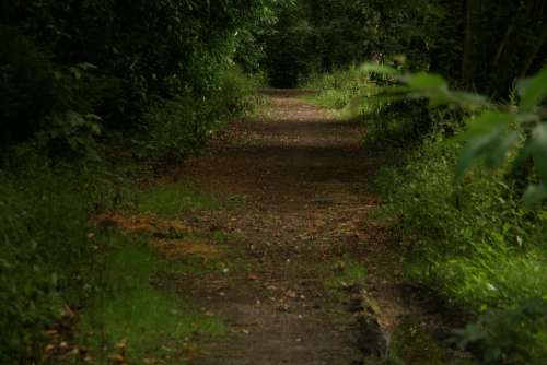 Path Trees Landscape Park Ride Leaves