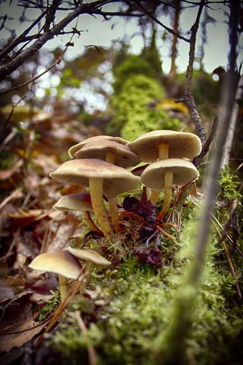 Paths Chairs Wood Scavengers Fungi Eerbeek Veluwe