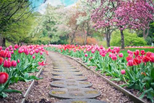 Pathway Path Pink Tulips Tulips Spring Springtime