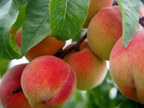 Peach Fruit Fruits Peach Tree Bio Tree Eat