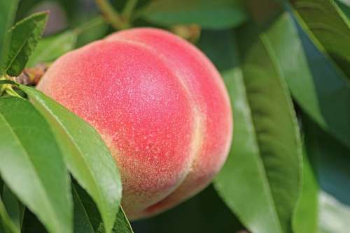 Peach Fruit Ripe Peach Tree Nectarine