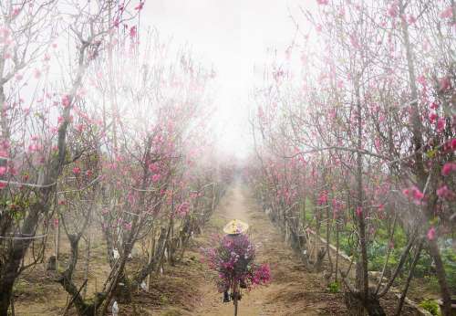 Peach Blossom Peach Flower Fog Garden Streetlife