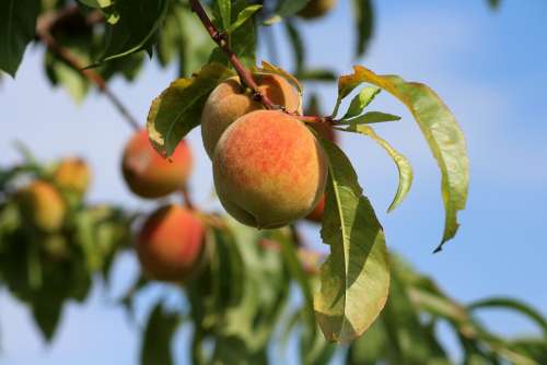 Peaches Fruit Summer Vitamins Eat Food Raw