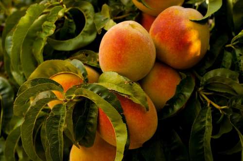 Peaches Fruit Grow Sweet Ripe Nature Peach Juicy