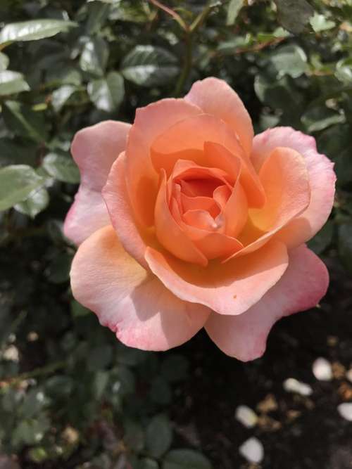 Peachy Color Rose Balboa Park San Diego