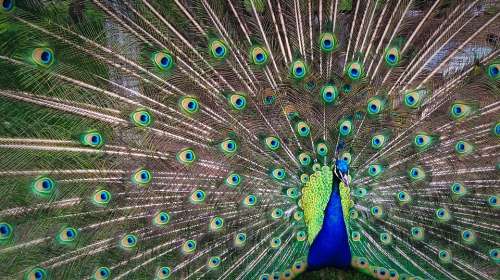 Peacock Colorful Feathers Animal Tail Pattern