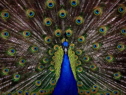 Peacock Bird Plumage Display Full Elegant