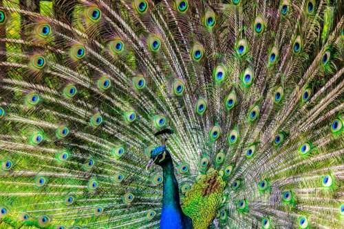 Peacock Pen Alluring Yet Lure Bird