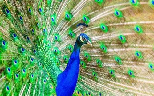 Peacock Bird Plumage Exotic Bright Color Colorful