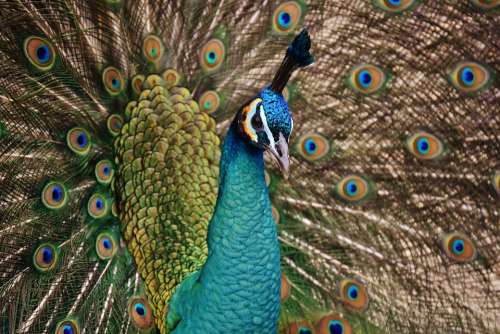 Peacock Bird Colorful Animal Feather Blue Poultry