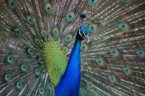 Peacock Bird Animal Colorful Nature Color Vibrant