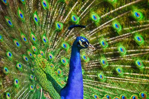 Peacock Bird Colorful Poultry Feather Animal