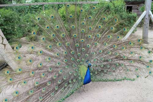Peacock Wheel Bird Pride Plumage Iridescent