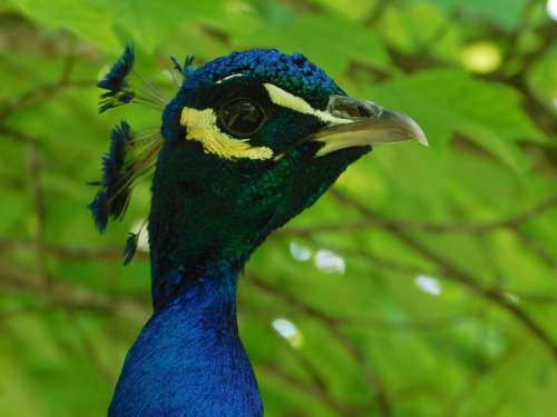 Peacock Birds Zoo Exotic Bird Of Paradise