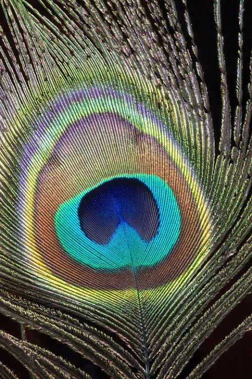 Peacock Feather Close-Up Macro Bird Colorful