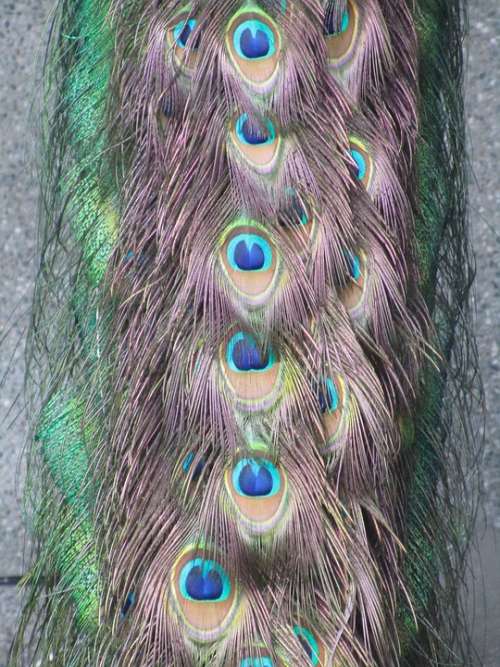 Peacock Bird Pattern