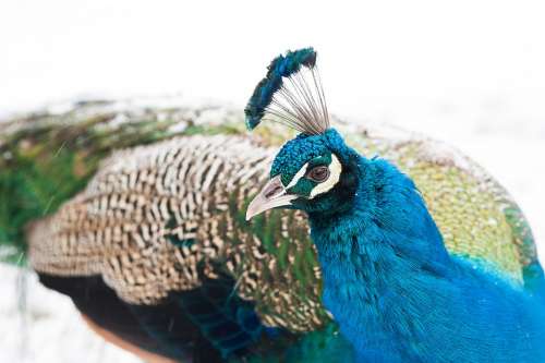 Peacock Bird Feather Color