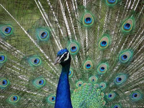 Peacock Eyes Colorful Bird Plumage