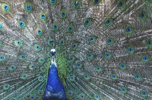 Peacock Four Spot Feather Bird Colorful Color
