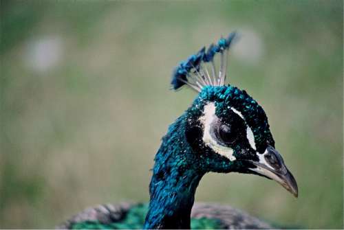 Peacock Head Peafowl Feather Color Colorful Beak