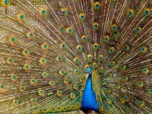 Peacock Plumage Bird Peafowl Fantail Tail Vibrant