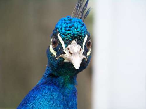 Peacock Head Bird Animal Colorful Beak Eye