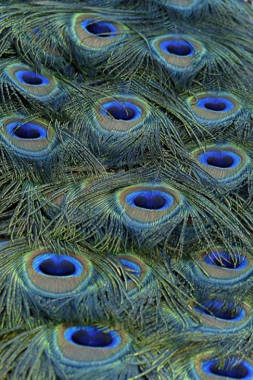 Peacock Feathers Blue Bird Nature Colorful