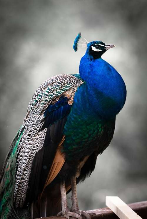 Peacock Bird Colorful Blue Animal Feather Zoo