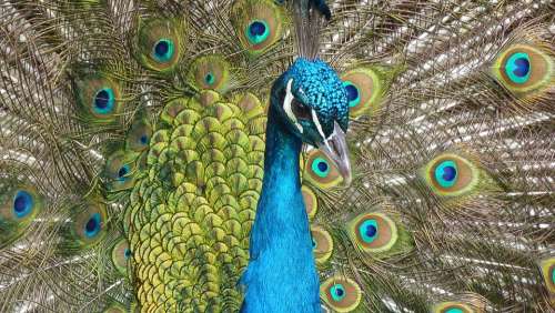 Peacock Bird Feather Close Up Color Iridescent
